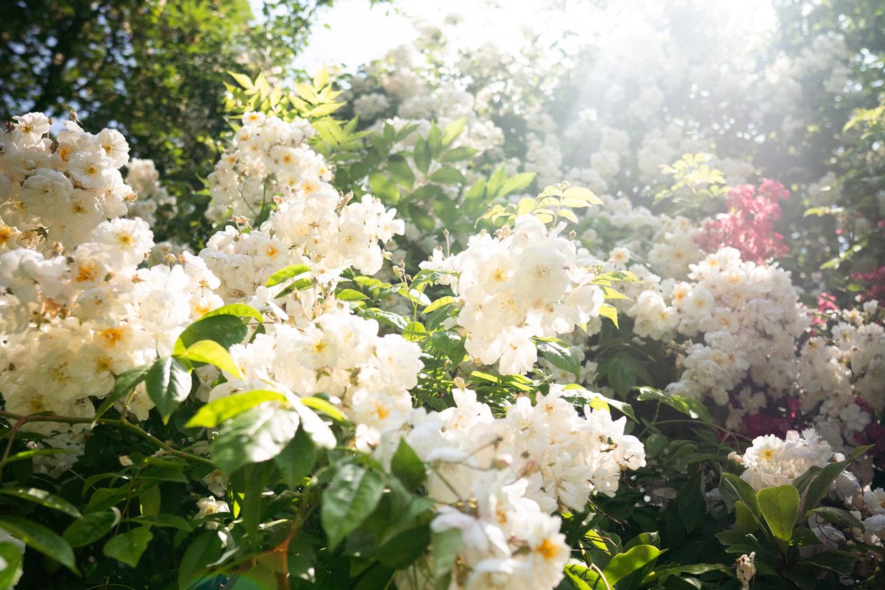 Sträucher mit vielen Blüten, von hinten Sonnenstrahlen